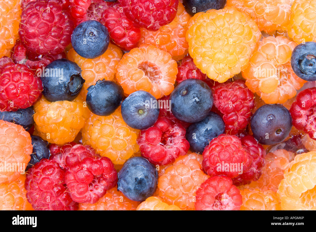 File:Alaska wild berries.jpg - Wikipedia