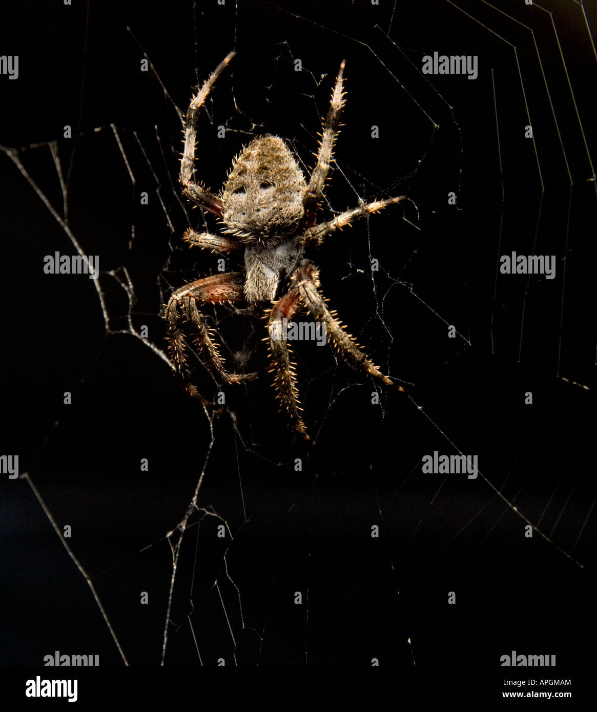 An Orb Weaver Barn Spider ( Araneas cavaticus) waits in her web for