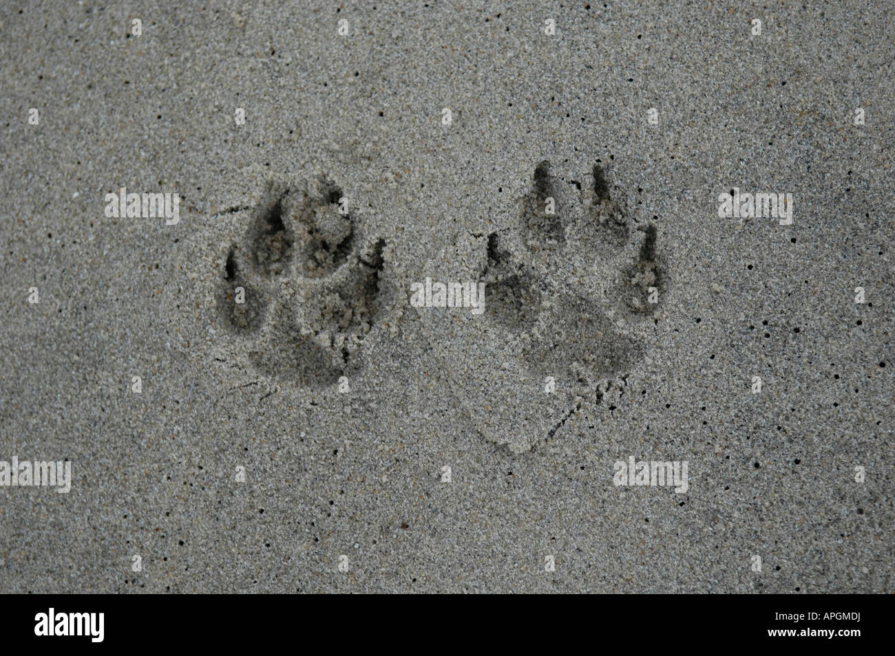 Paw prints in the sand Stock Photo Alamy