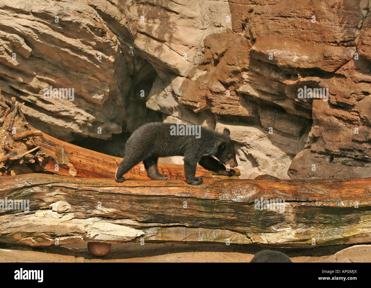 Black bear cub walking on hi-res stock photography and images - Alamy