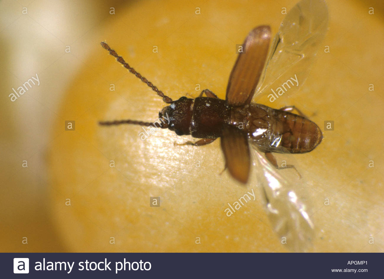 Maize Store Stock Photos & Maize Store Stock Images - Alamy