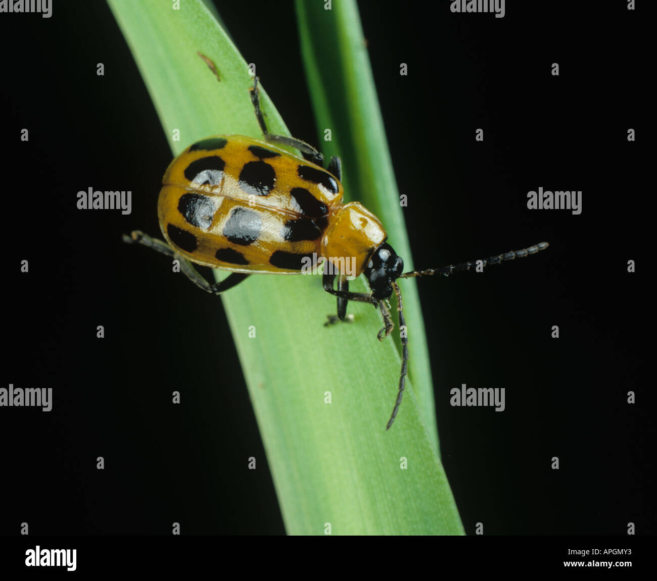 Spotted cucumber beetle Diabrotica sp adult on maize plant Stock Photo