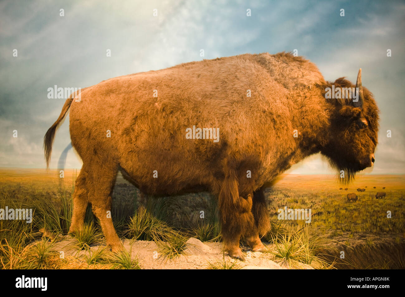 ILLINOIS Rockford Stuffed American bison displayed in First People ...