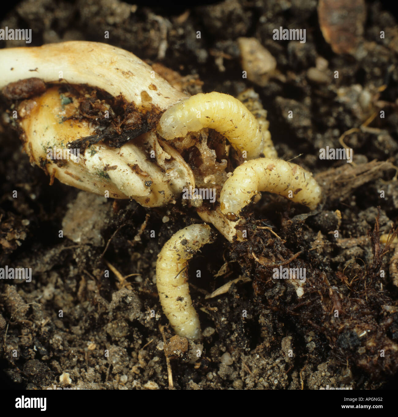 Corn rootworm Diabrotica spp beetle larvae feeding on maize root and seed Stock Photo