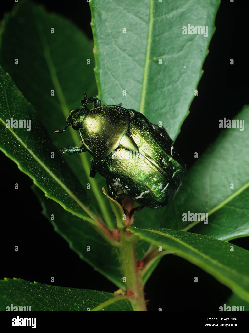 Rose chafer Cetonia aurata adult on a rhododendron leaf Stock Photo