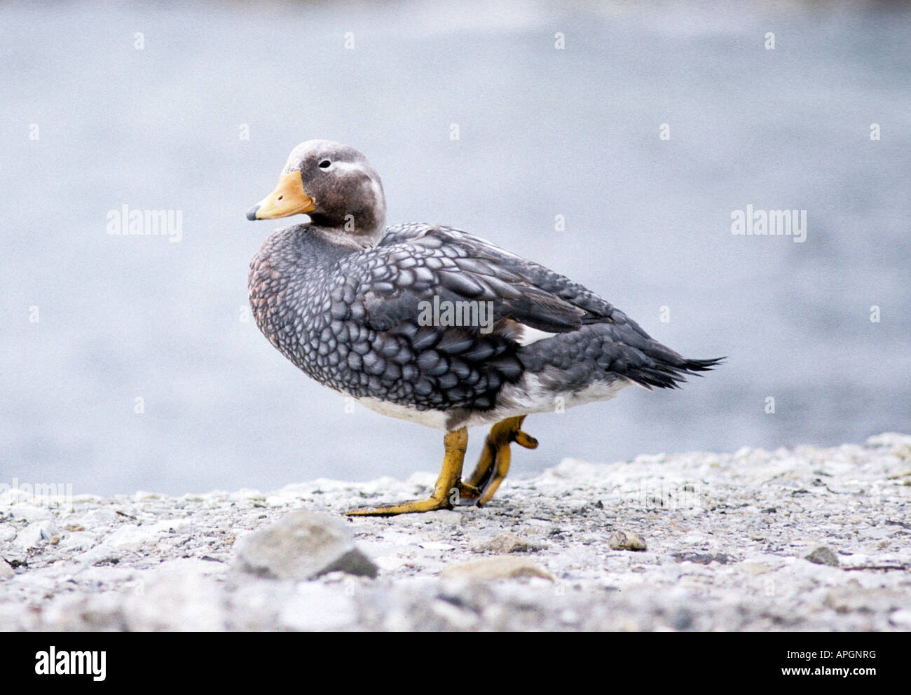 Falkland Flightless Steamer Duck Tachyeres brachypterus Port Stanley