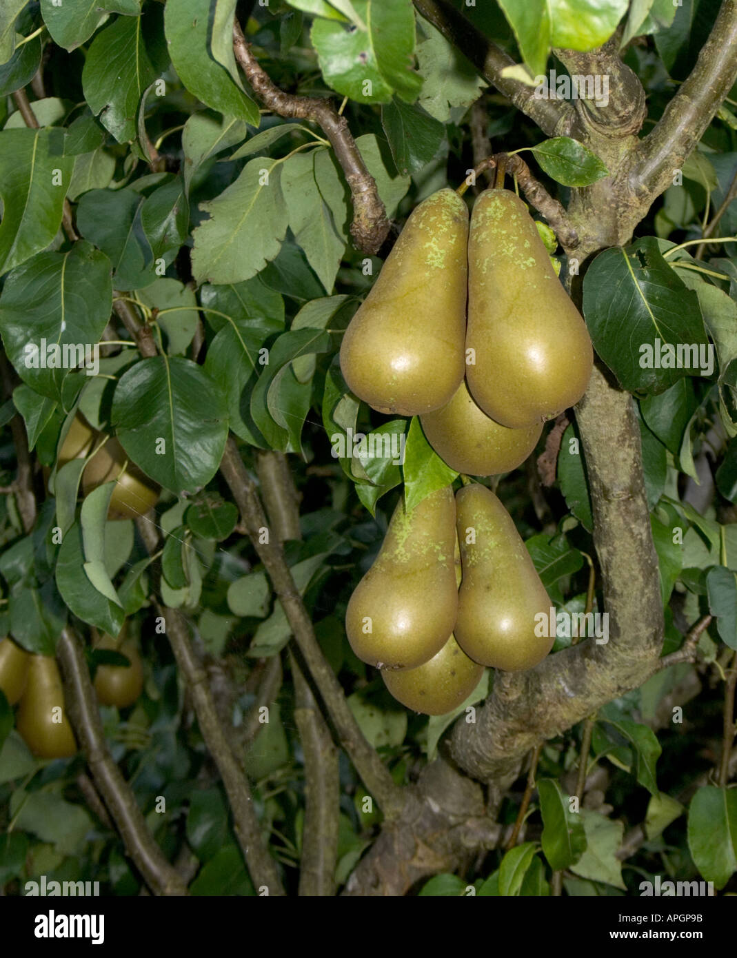 Conference pears on the tree, England UK Stock Photo