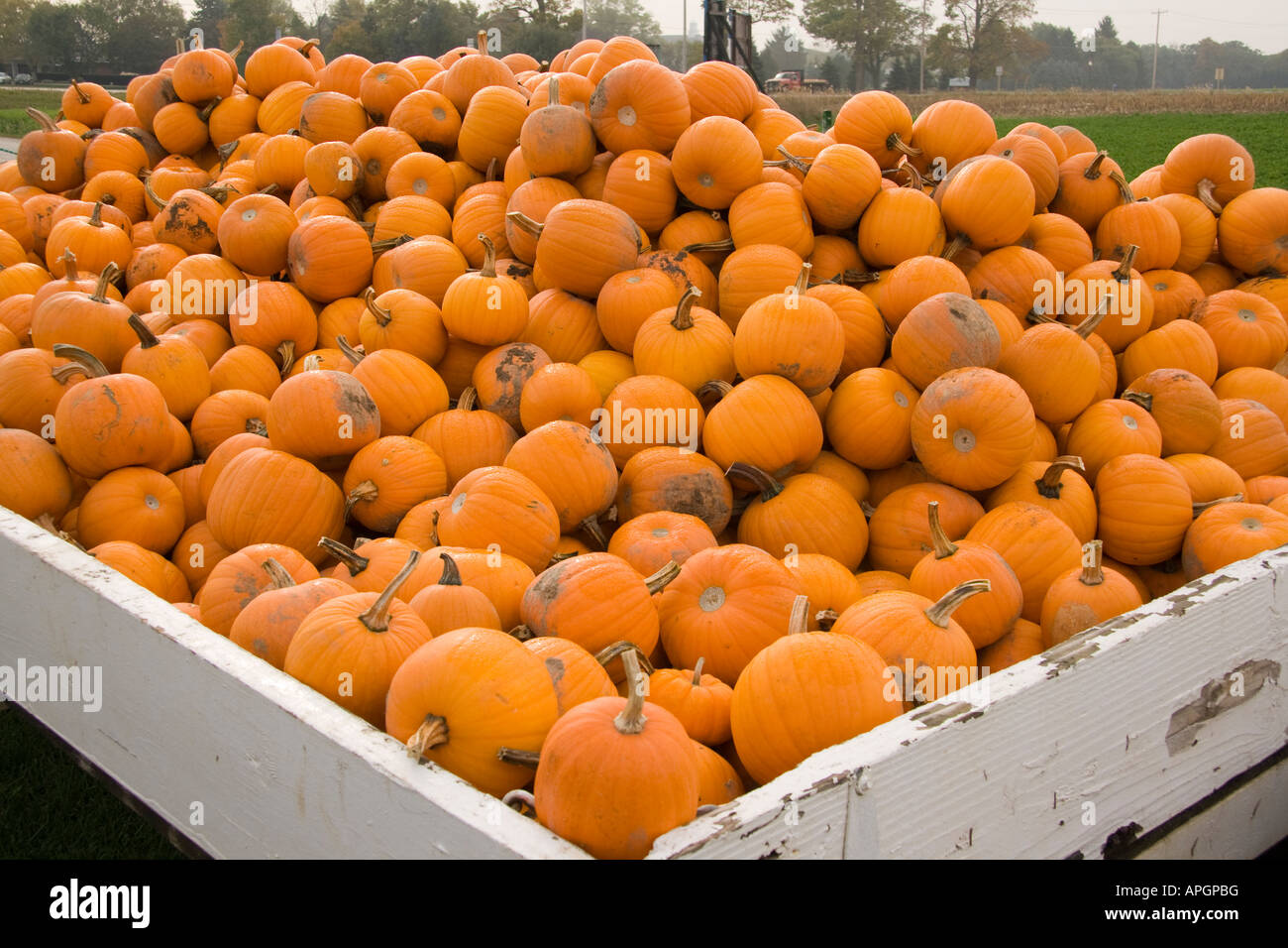 Pumpkins for sale at market Stock Photo - Alamy