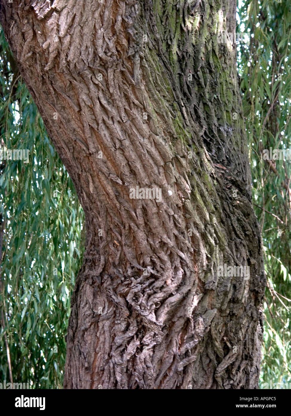 Old willow tree hi-res stock photography and images - Alamy