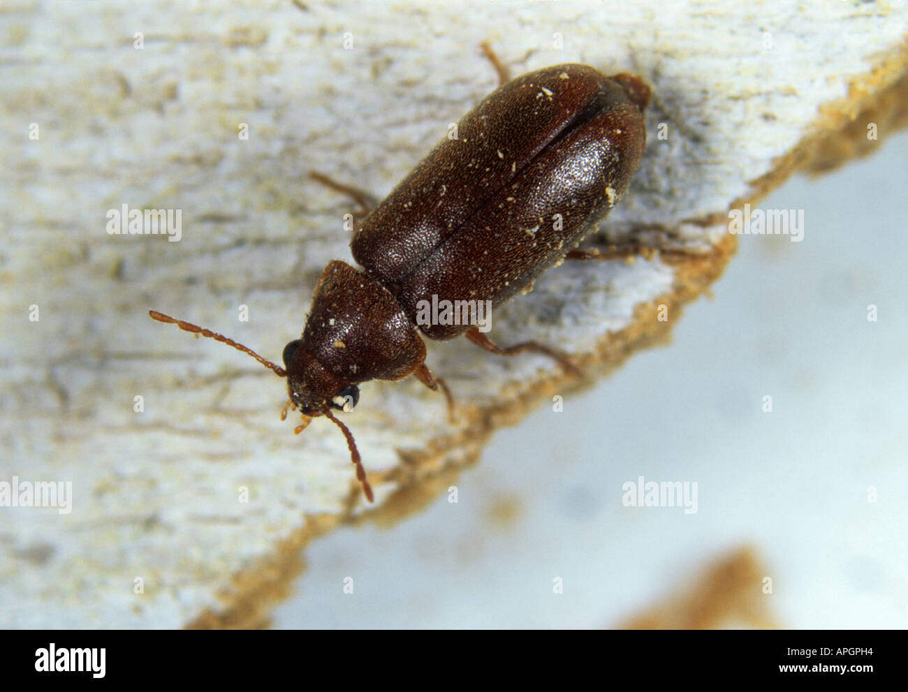 A furniture beetle Anobium punctatum on timber Stock Photo