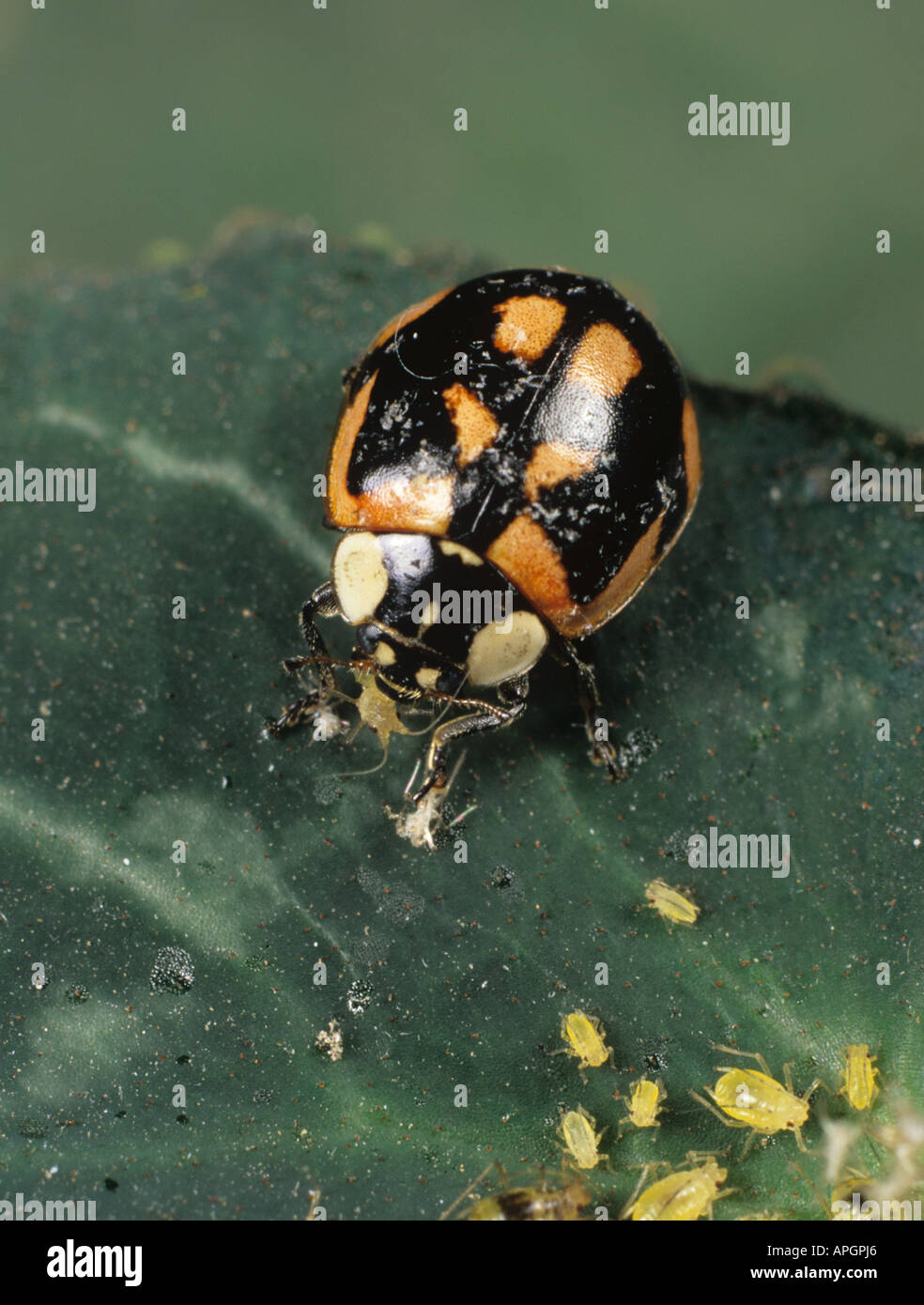 Unusual colour variation of two spotted ladybird Adalia bipunctata preying on aphids Stock Photo