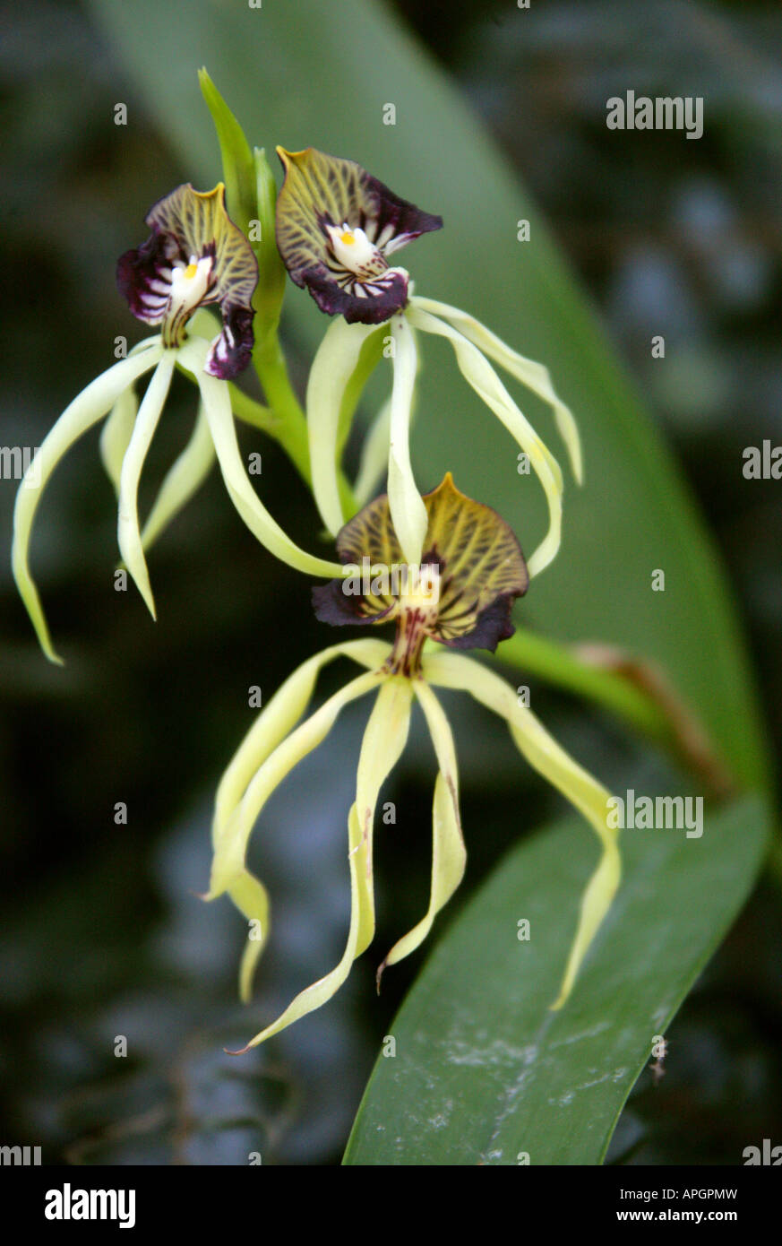 Cockle Shell Orchid or Clamshell Orchid Prosthechea cochleata Laeliinae Orchidaceae Stock Photo
