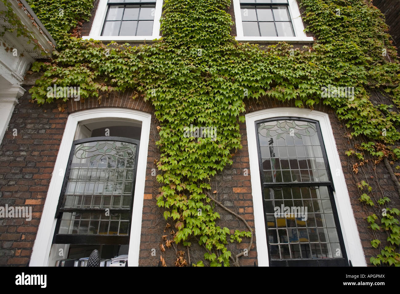 Green Virginia Creeper growing up a brick wall with large windows Spring Summer Stock Photo