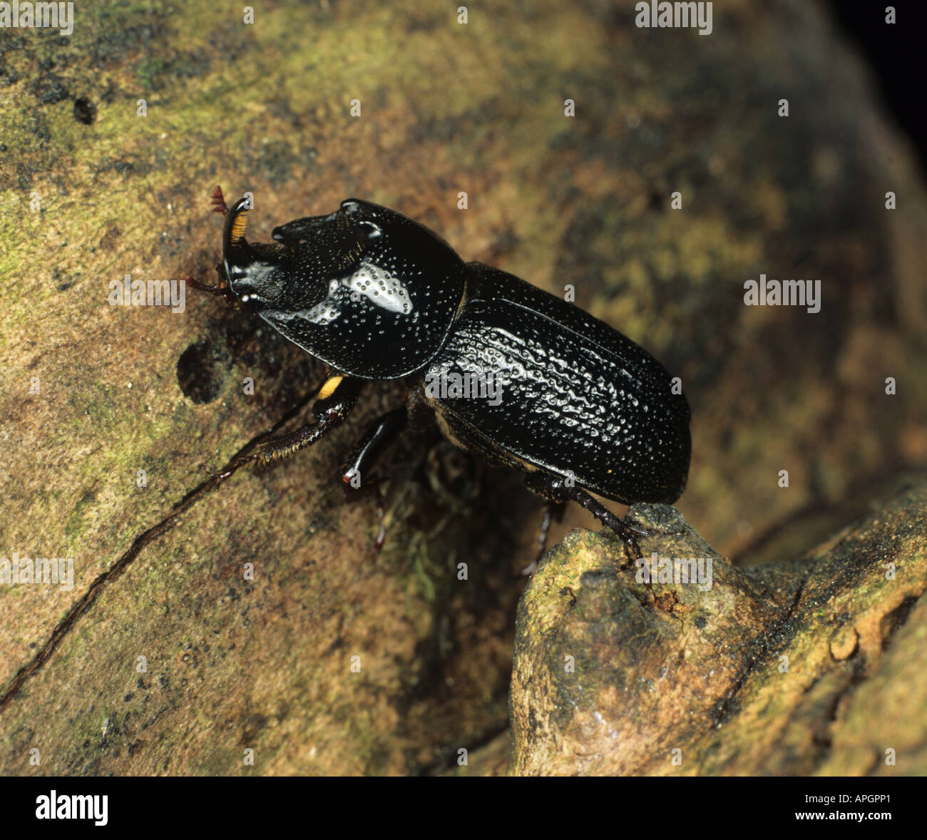 a wood boring beetle Sinodendron cylindricum adult with a rhinocerus type horn Stock Photo