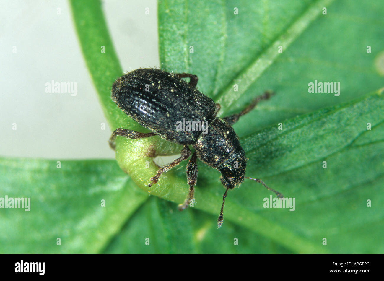 A weevil Sitona hispidus an important pest of clover Stock Photo