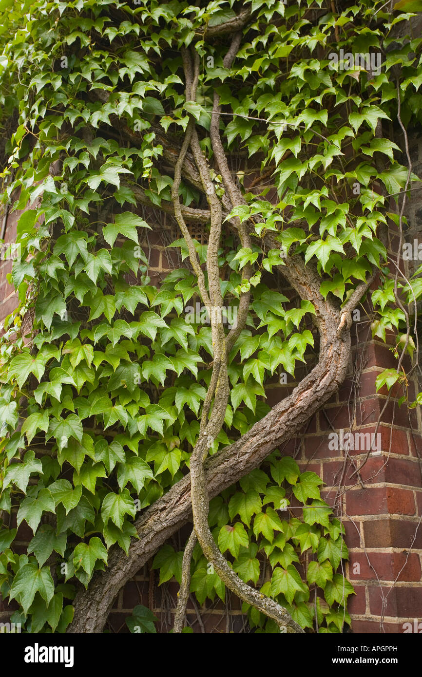 Virginia creeper growing on a brick wall, Parthenocissus quinquefolia Stock Photo