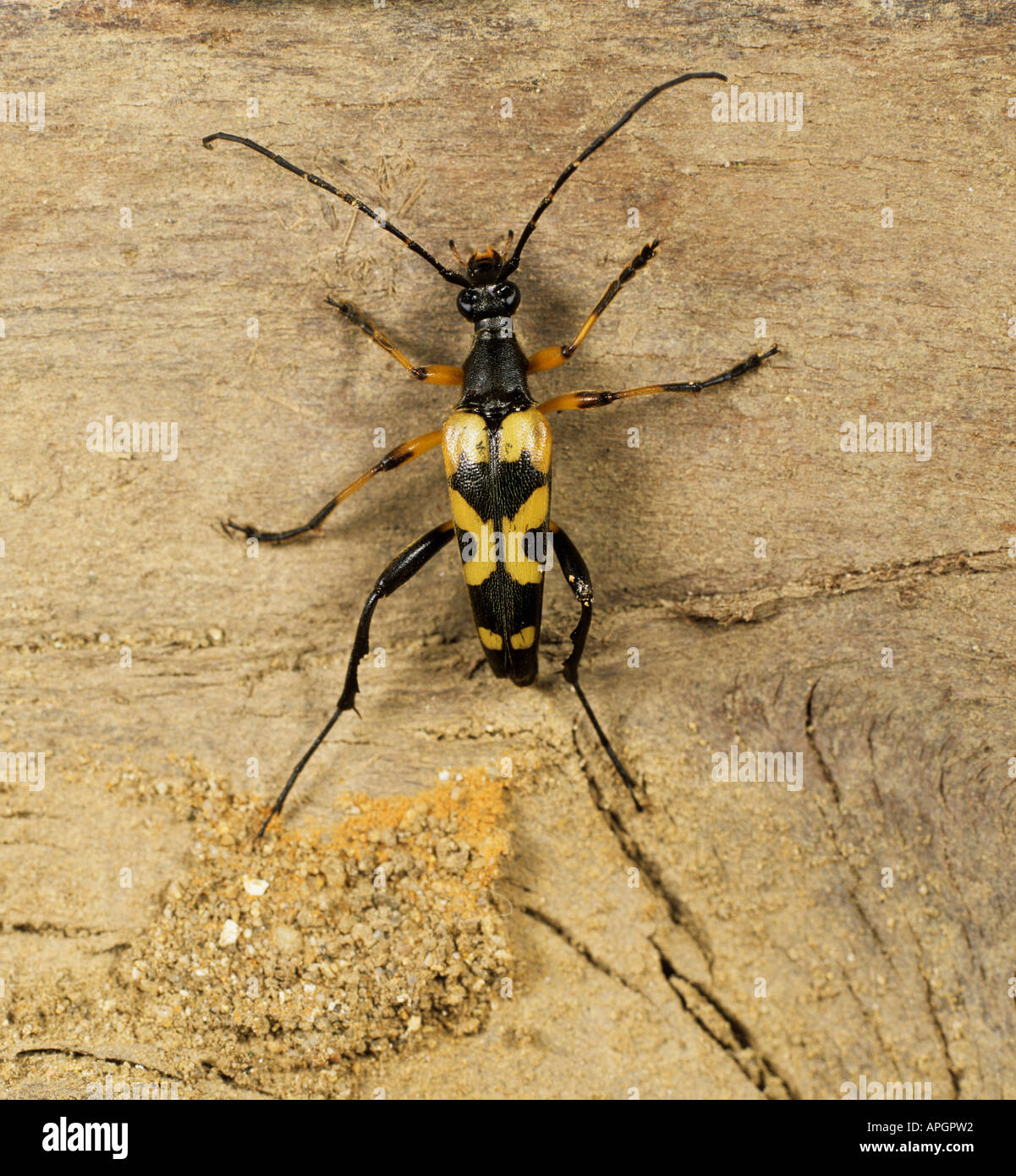 A longhorn beetle Strangalia maculata adult on wood Stock Photo