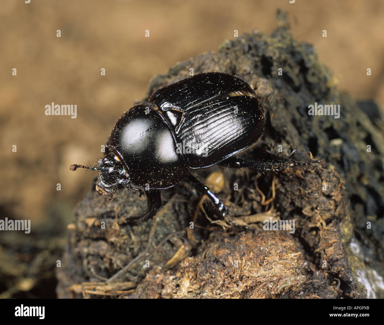 Dung beetle Geotrupes spiniger on dung Stock Photo