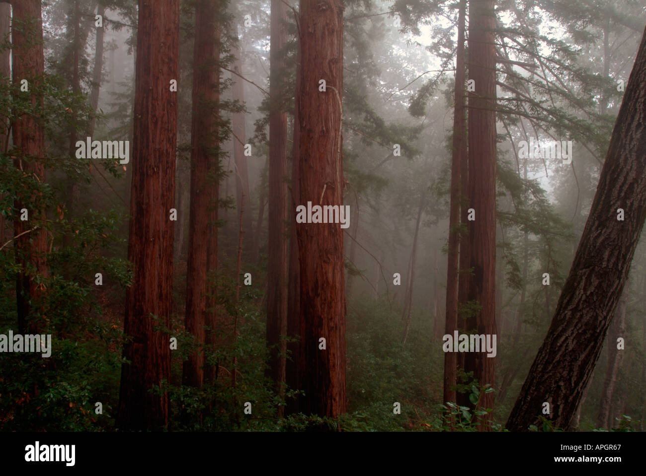 Redwood Forest Trees Of Mystery