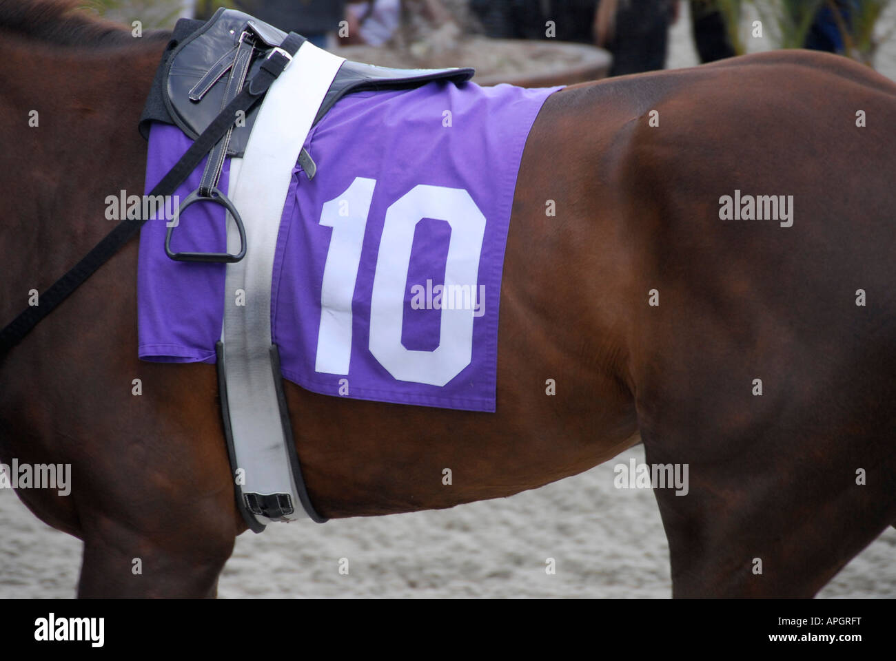 'Racehorse Number Ten, California' Stock Photo