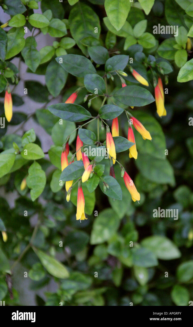 Red Wing, Heteropterys glabra, Malpighiaceae. Member of the Barbados Cherry Family from Paraguay, Argentina and Uruguay. Stock Photo