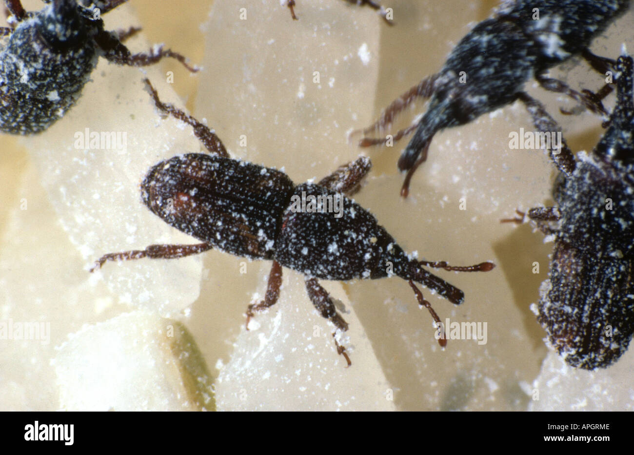Rice weevil Sitophilus oryzae on rice grain Stock Photo