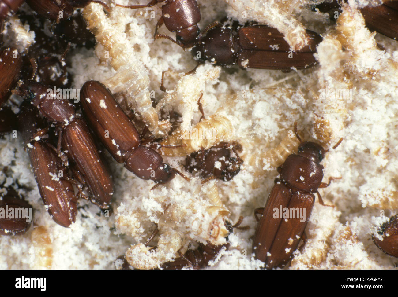 Flour Beetle Infestation