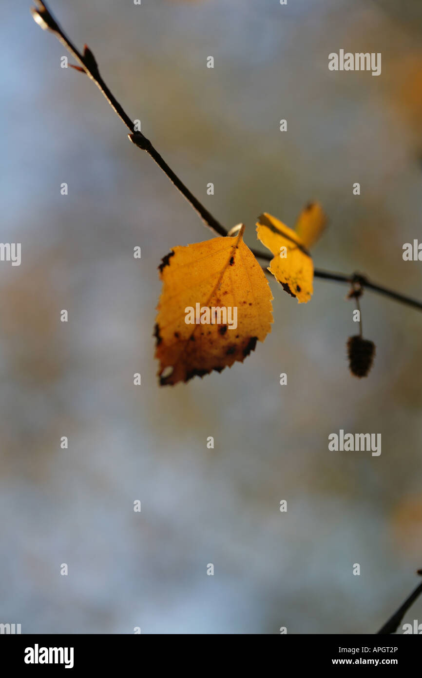 Silver Birch Leaves turned a golden colour in the autumn in a Cheshire