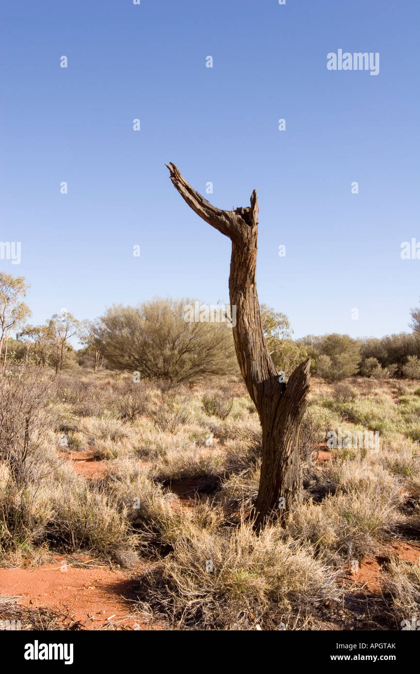 Decaying tree in the Australian outback Stock Photo - Alamy