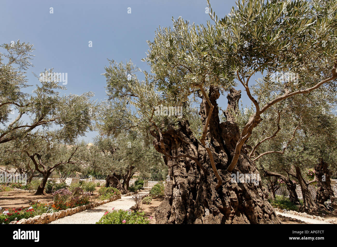 Israel Jerusalem Olive trees in the Garden of Gethsemane Stock Photo