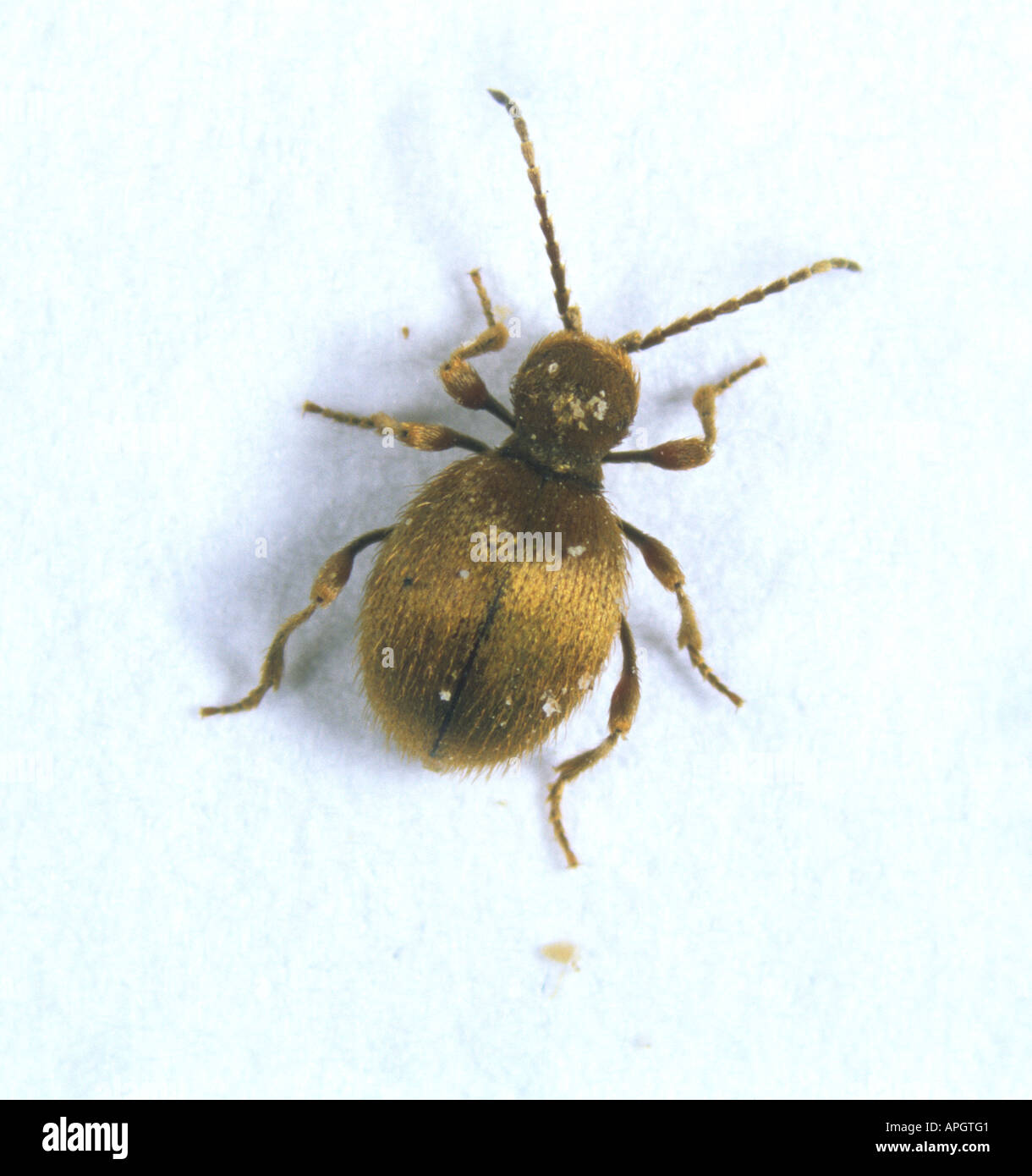 Golden spider beetle Niptus holeculus adult storage pest Stock Photo