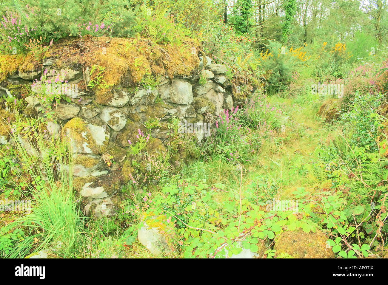 ancient stone ruins of celtic home Stock Photo