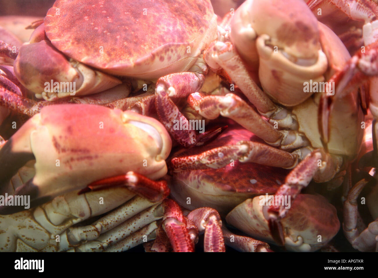 Cancridae genus hires stock photography and images Alamy