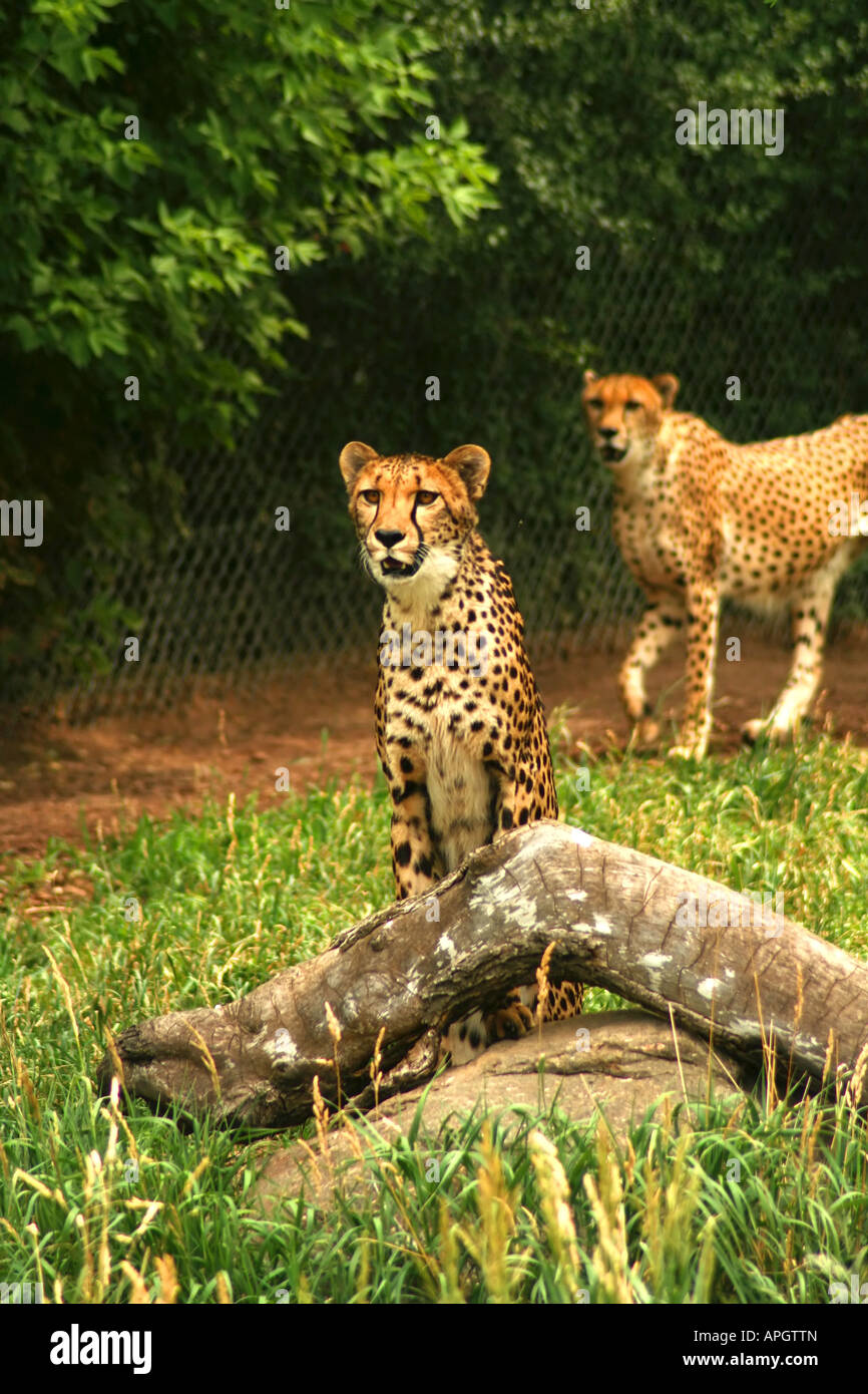 two cheetahs in preserve with a watchfull eye Stock Photo