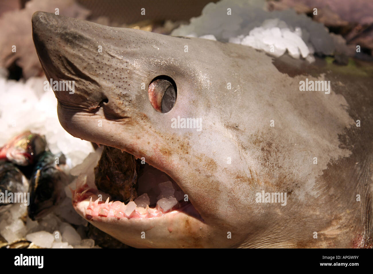 Shark nose hi-res stock photography and images - Alamy
