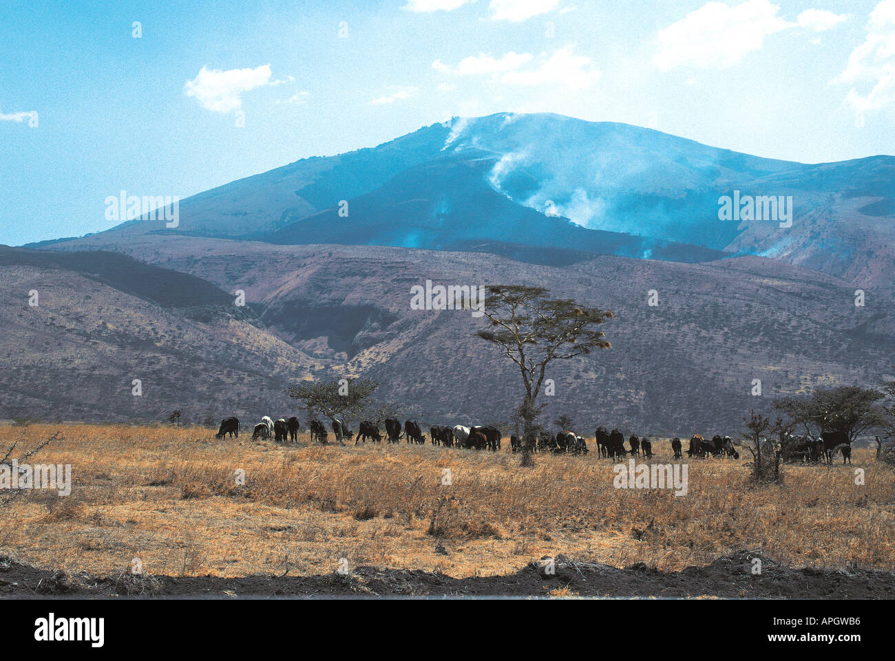 Maasai cattle Acacia trees and grass fires on Satiman Mountain Ngorongoro Conservation Area Tanzania Stock Photo
