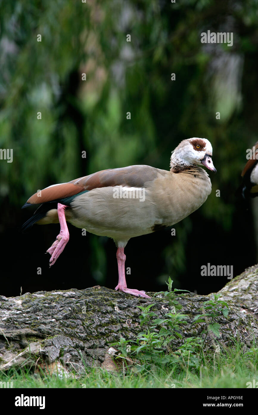 EGYPTIAN GOOSE Alopochen aegyptiacus Stock Photo