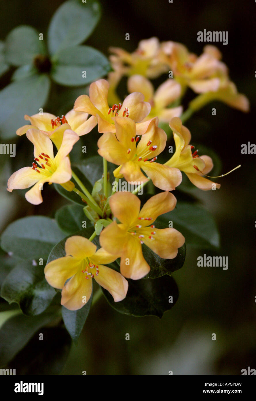 Rhododendron macgregoriae, Ericaceae Stock Photo