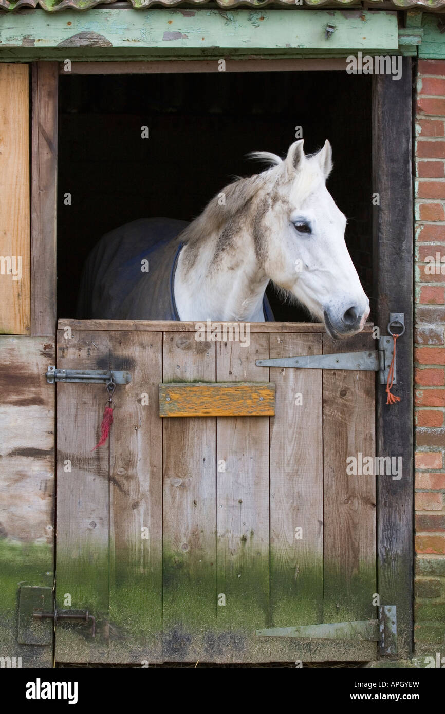 White horse behind a wooden stable door Stock Photo Alamy