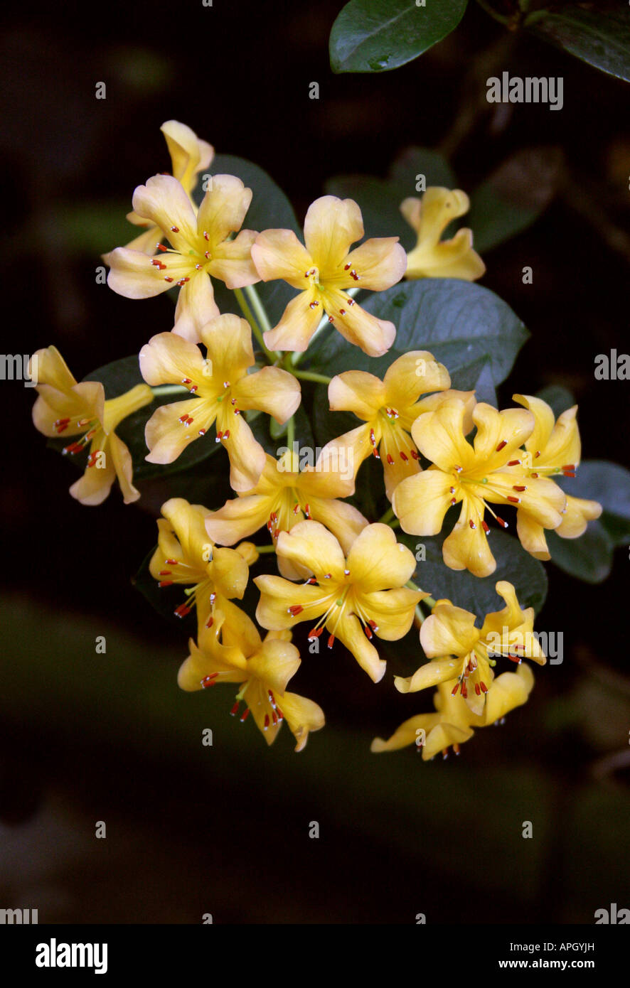 Rhododendron macgregoriae, Ericaceae Stock Photo