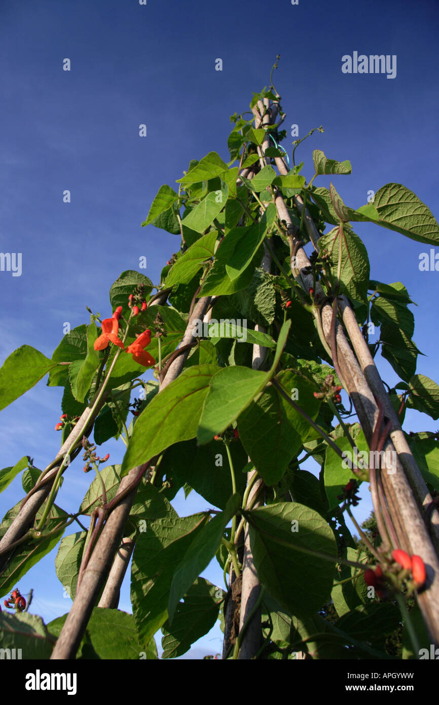 Runner beans reaching the top of the cane wigwam on an allotment in