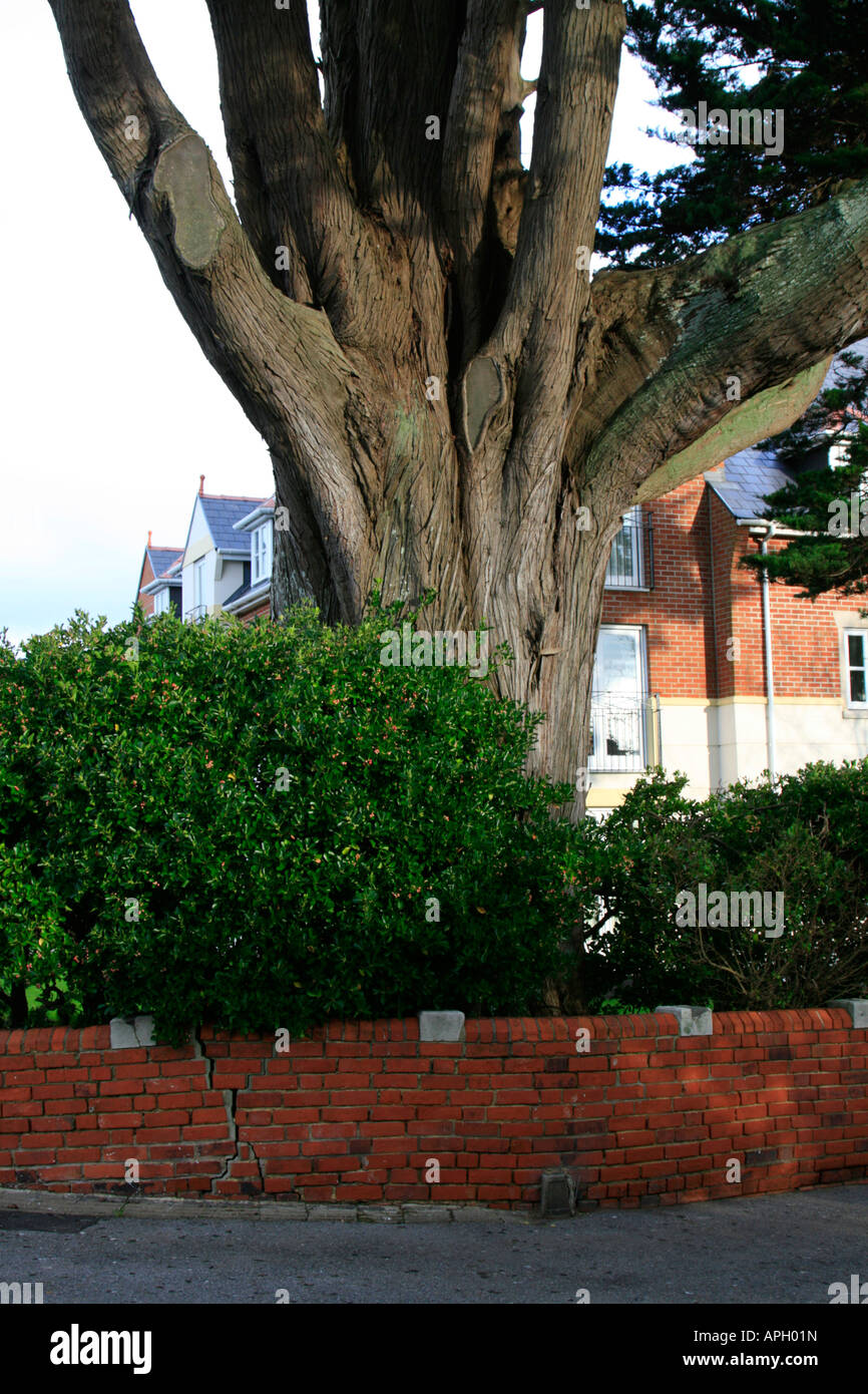 large tree roots damaging brick boundary wall subsidence england uk gb