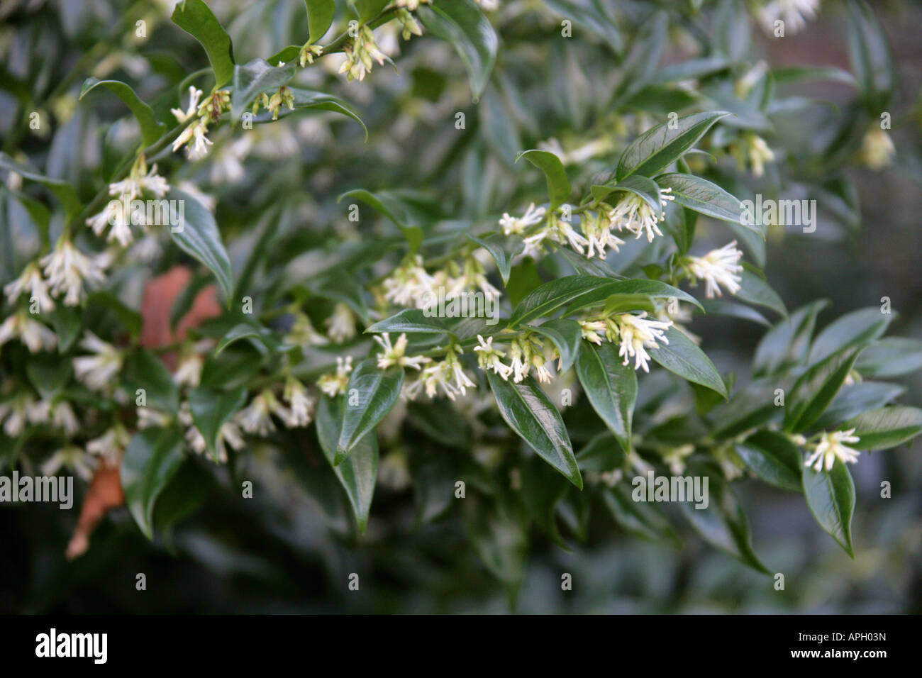 Sweet Box Sarcococca confusa Buxaceae Stock Photo