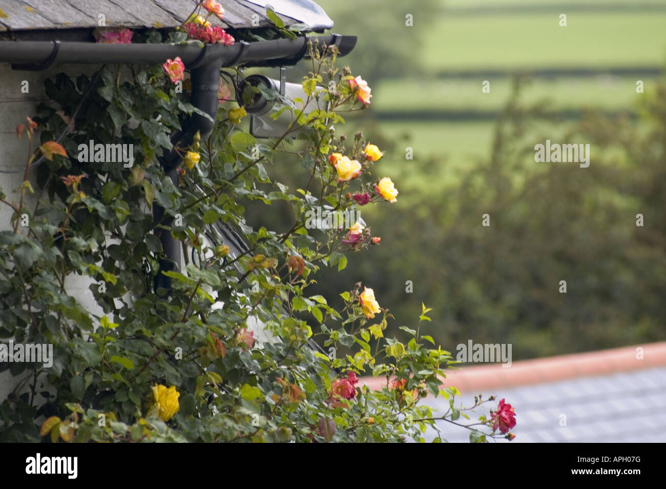Climbing rose flower hi-res stock photography and images - Alamy