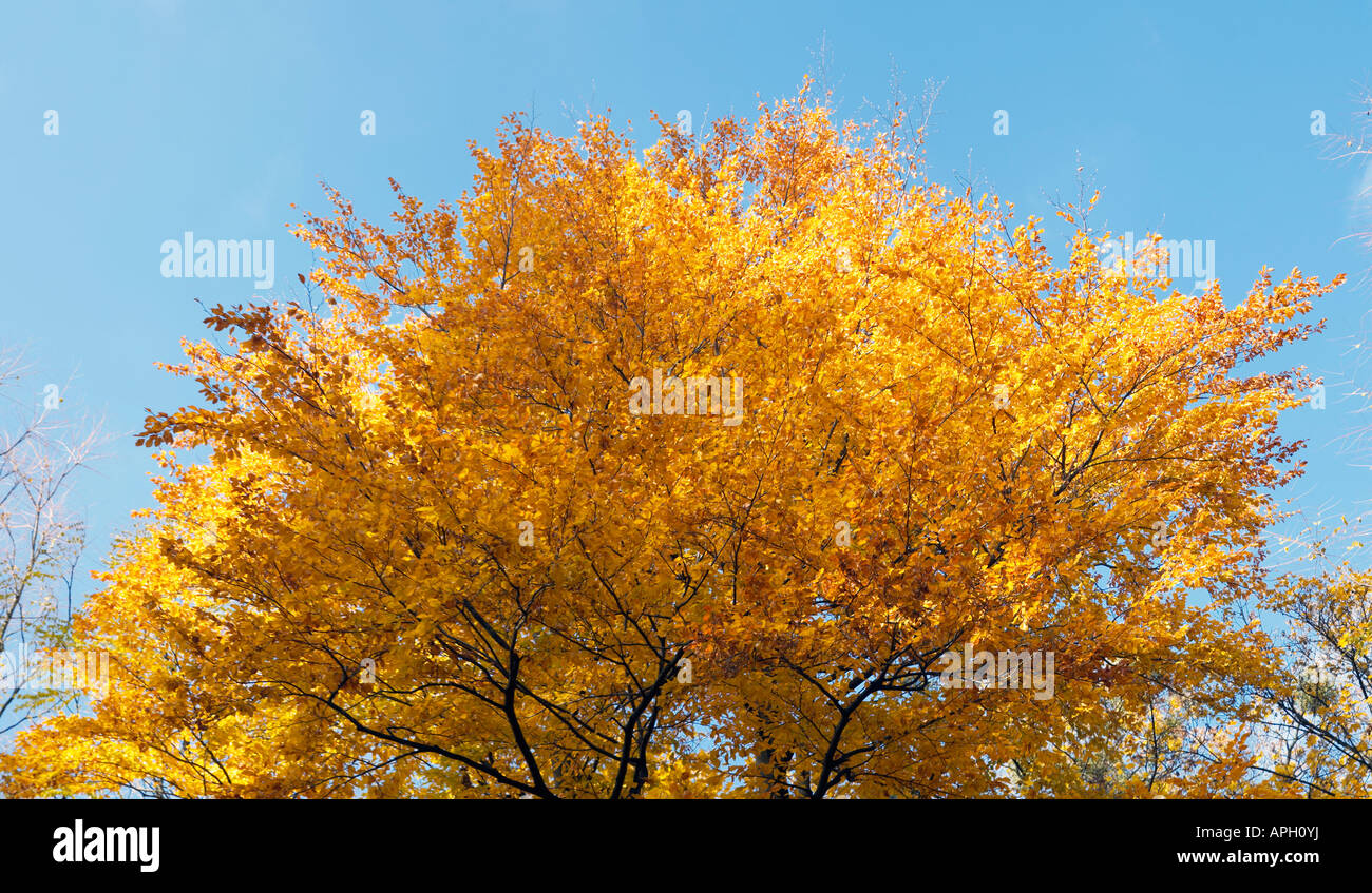 Golden tree top foliage in autumn city park Stock Photo - Alamy