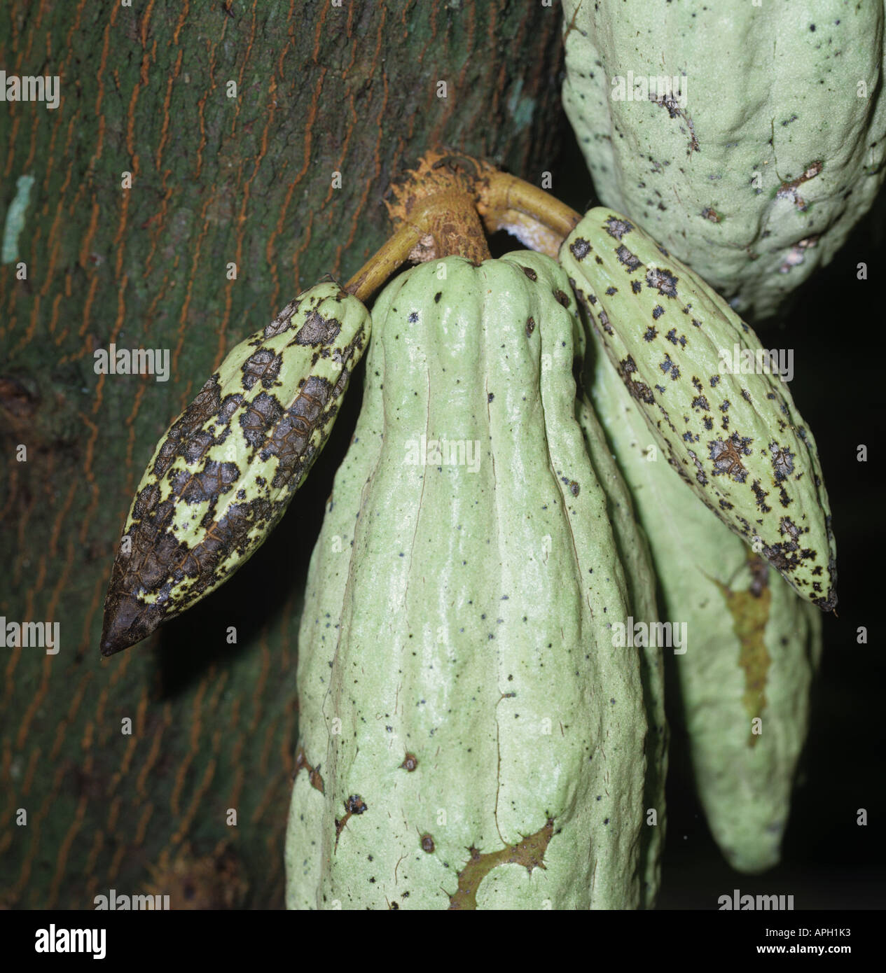 Cocoa capsid Helopeltis spp damage to cocoa pod Malaysia Stock Photo