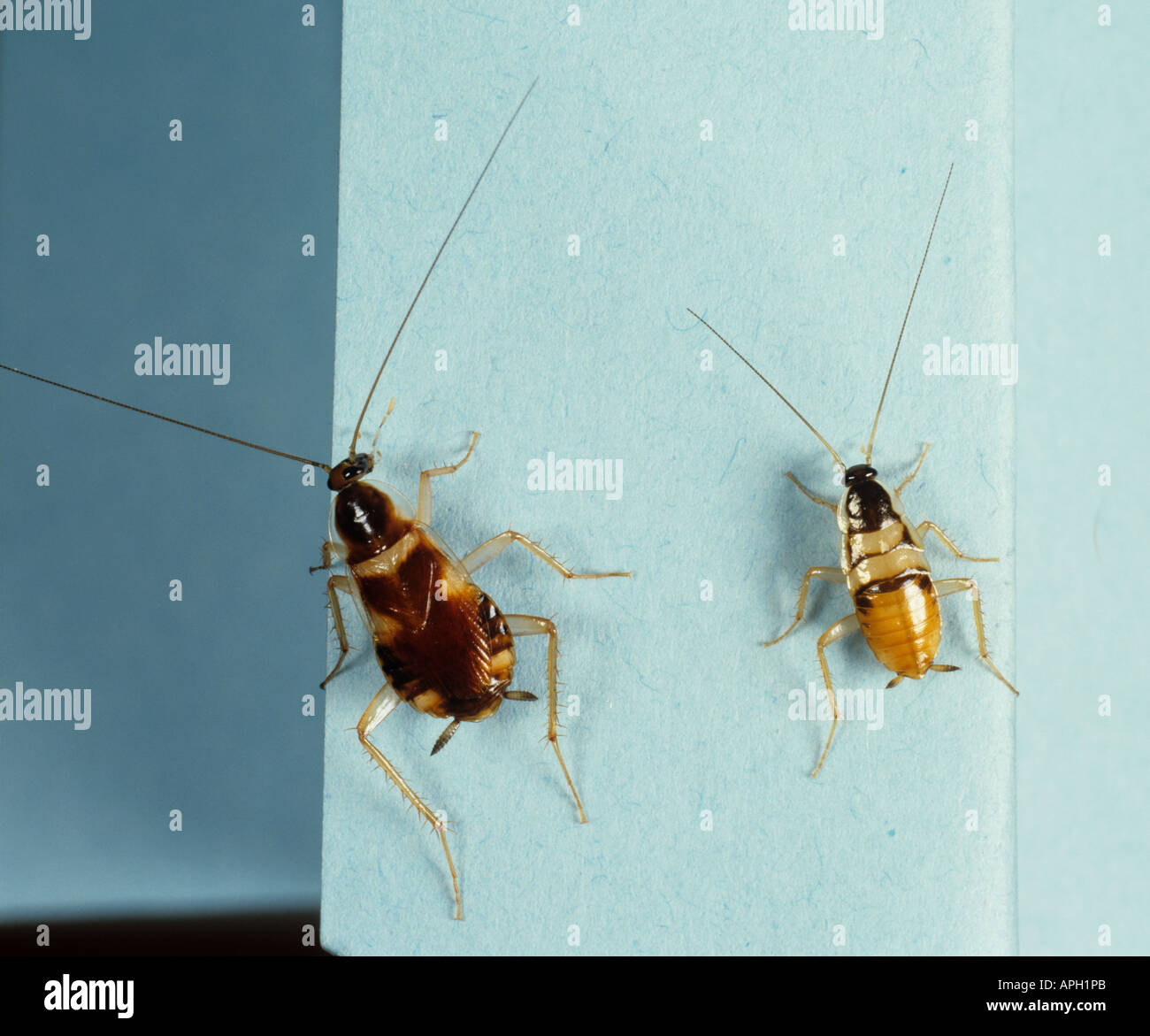 Banded cockroach Supella longipalpa adult with nymph right Stock Photo