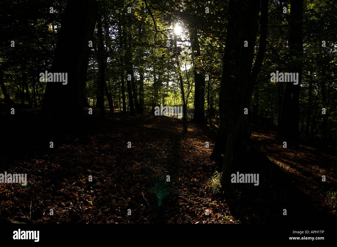 image looking up at trees in a forest on a sunny day with braches and leaves Stock Photo