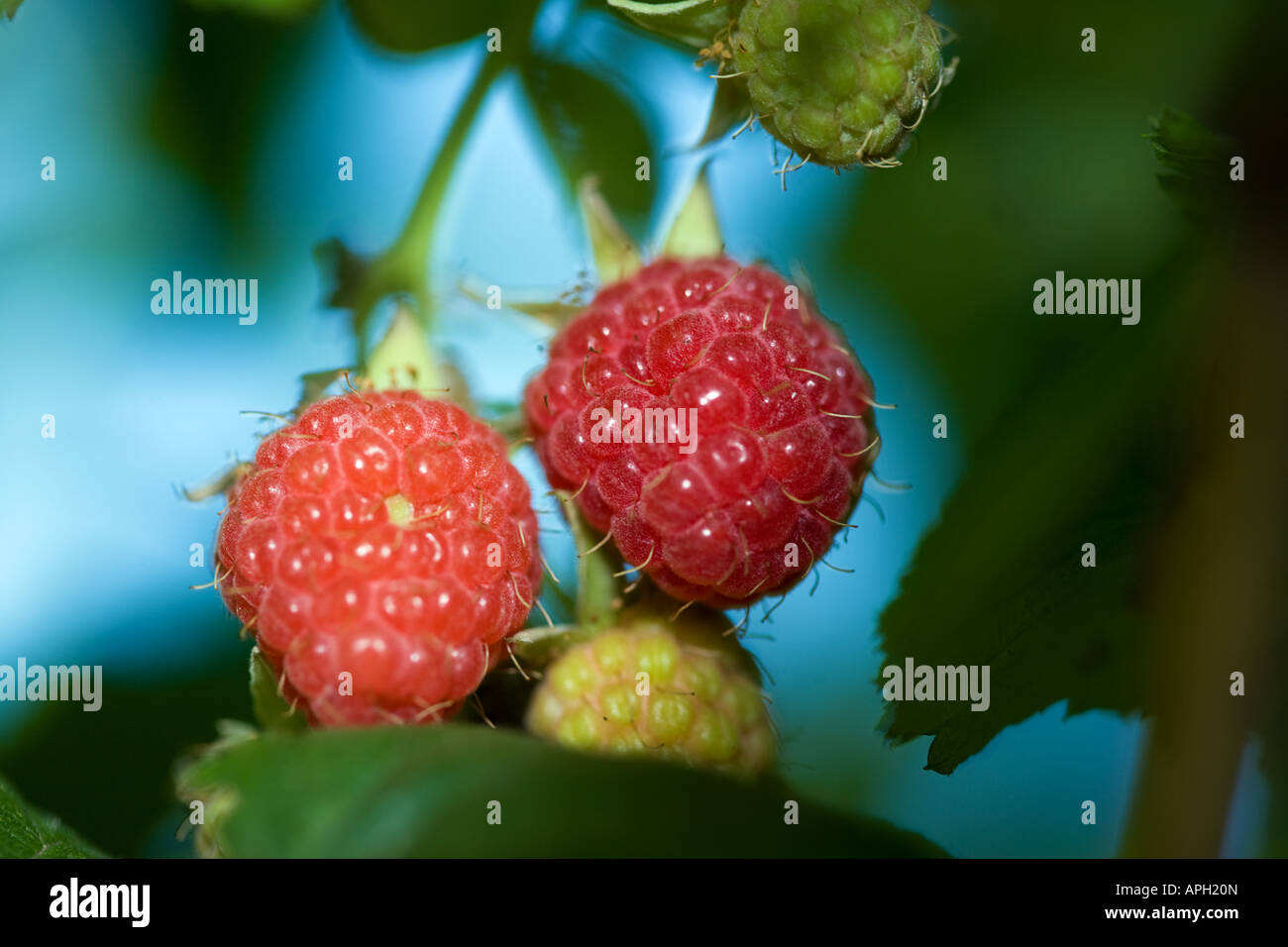 Raspberry in nature Ripe, unripe and half ripe Stock Photo