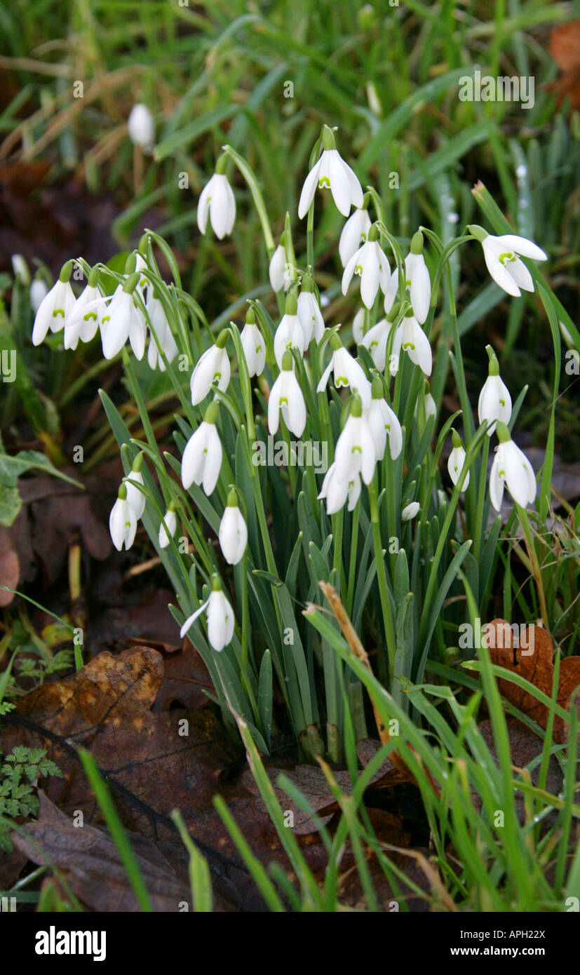 Snowdrops, Galanthus nivalis, Amaryllidaceae Stock Photo